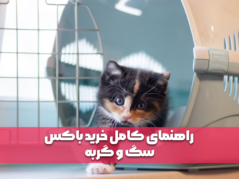 راهنمای کامل خرید باکس سگ و گربه